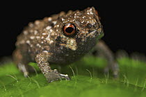 Frog (Callulina sp), Udzungwa Mountains National Park, Tanzania