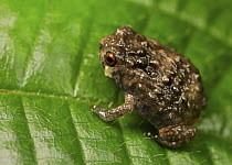 Frog (Callulina sp), Amani Nature Reserve, Tanzania