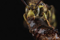 Scoliid Wasp (Scoliidae), Yasuni National Park, Ecuador