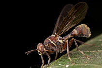 Fruit Fly (Dacus longicornis), wasp mimic, Cuc Phuong National Park, Vietnam