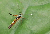 Moth (Stathmopodidae), wasp mimic, Mount Isarog National Park, Philippines
