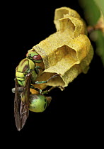 Paper Wasp (Ropalidia sp) queen tending to brood, Antananarivo, Madagascar