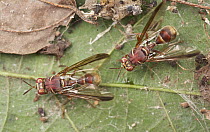 Fruit Fly (Dacus longicornis) pair, wasp mimics, Cuc Phuong National Park, Vietnam