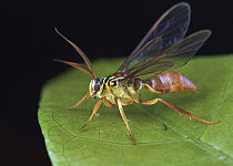 Moth (Myrmecopsis sp), wasp mimic, Amazon, Ecuador