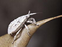Stink Bug (Pentatomidae), fungus mimic, Nosy Boraha, Madagascar