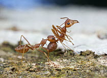 Green Tree Ant (Oecophylla smaragdina) carrying each other to conserve energy, Cat Tien National Park, Vietnam