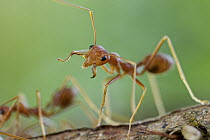 Green Tree Ant (Oecophylla smaragdina), Cat Tien National Park, Vietnam
