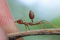 Green Tree Ant (Oecophylla smaragdina) biting person, Angkor Wat, Cambodia