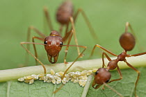 Green Tree Ant (Oecophylla smaragdina) pair guarding Mealybugs (Pseudococcidae), Angkor Wat, Cambodia