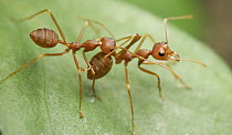 Green Tree Ant (Oecophylla smaragdina) carrying each other to conserve energy, Angkor Wat, Cambodia