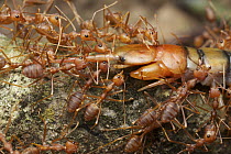 Green Tree Ant (Oecophylla smaragdina) group predating centipede, Angkor Wat, Cambodia