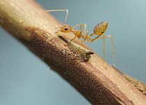 Green Tree Ant (Oecophylla smaragdina) guarding treehopper, Angkor Wat, Cambodia
