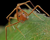 Ant-mimic Crab Spider (Amyciaea lineatipes), ant mimic, Danum Valley Conservation Area, Sabah, Borneo, Malaysia