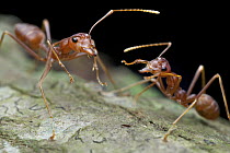 Green Tree Ant (Oecophylla smaragdina) pair, Angkor Wat, Cambodia