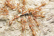 Green Tree Ant (Oecophylla smaragdina) group attacking foreign Ant (Formicidae), Angkor Wat, Cambodia