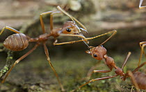 Green Tree Ant (Oecophylla smaragdina) pair exchanging food, Cat Tien National Park, Vietnam