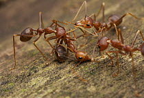 Green Tree Ant (Oecophylla smaragdina) group defending against colony intruder, Angkor Wat, Cambodia