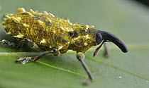 Weevil (Lixus sp) with yellow wax, Antananarivo, Madagascar