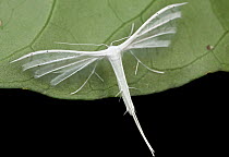 White Plume Moth (Pterophorus pentadactyla), Mount Isarog National Park, Philippines