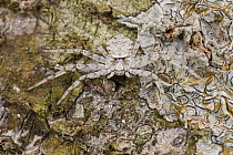 Flattie (Selenopidae) spider camouflaged on tree, Cuc Phuong National Park, Vietnam