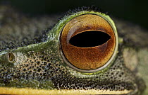 Eastern White-lipped Treefrog (Boophis albilabris) eye, Antananarivo, Madagascar