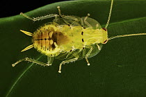 Cockroach (Chorisoneura sp), Yasuni National Park, Ecuador