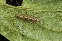 Centipede (Scutigera sp), Kerinci Seblat National Park, Indonesia