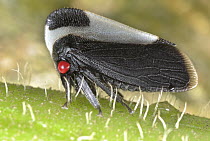 Treehopper (Membracis sp), Mindo, Ecuador