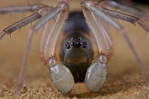 Ant Spider (Zodariidae), Cat Tien National Park, Vietnam