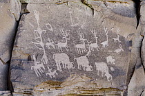 Elk and bison petroglyphs made by Ancestral Puebloans, Cedar Mesa, Bears Ears National Monument, Utah