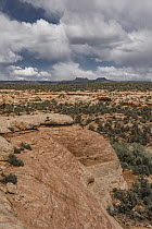 Sandstone cliff and Bears Ears mesas, Bears Ears National Monument, Utah