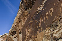 Petroglyphs made by Ancestral Puebloans with bullet holes, Wolfman Panel, Comb Ridge, Cedar Mesa, Bears Ears National Monument, Utah