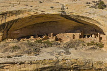Butler Wash Ruins, which were occupied about 700 years ago, Bears Ears National Monument, Utah