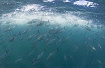 Striped Bonito (Sarda orientalis) school hunting baitfish, Carmen Island, Sea of Cortez, Baja California, Mexico