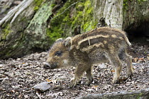 Wild Boar (Sus scrofa) piglet, Bavaria, Germany