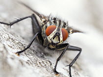 Flesh Fly (Sarcophagidae), Germany