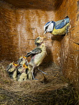 Blue Tit (Cyanistes caeruleus) parent with begging chicks in nest box, Bavaria, Germany