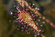 Oblong-leaved Sundew (Drosera intermedia) with dew which attracts and catches prey, Bavaria, Germany