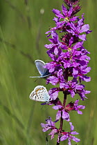 Silver-studded Blue (Plebejus argus) butterflies on Purple Loosestrife (Lythrum salicaria), Upper Bavaria, Germany