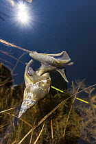 Great Pond Snail (Lymnaea stagnalis) at surface, Upper Bavaria, Germany
