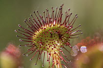 Common Sundew (Drosera rotundifolia) with dew which attracts and catches prey, Bavaria, Germany