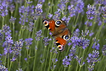 Peacock Butterfly (Inachis io) on Lavender (Lavandula sp), Bavaria, Germany