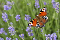 Peacock Butterfly (Inachis io) on Lavender (Lavandula sp), Bavaria, Germany