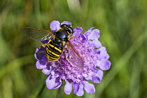 Hoverfly (Sericomyia silentis) on flower, Bavaria, Germany