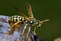 European Paper Wasp (Polistes dominulus), Bavaria, Germany