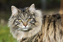 Domestic Cat (Felis catus), Bavaria, Germany