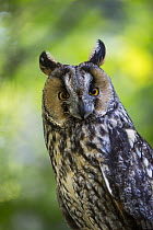 Long-eared Owl (Asio otus), Bavarian Forest National Park, Bavaria, Germany