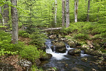 Creek in forest, Bavarian Forest National Park, Lower Bavaria, Germany