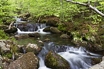 Creek in forest, Bavarian Forest National Park, Lower Bavaria, Germany