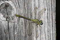 Yellow-legged Clubtail (Gomphus pulchellus) male dragonfly, Upper Bavaria, Germany
